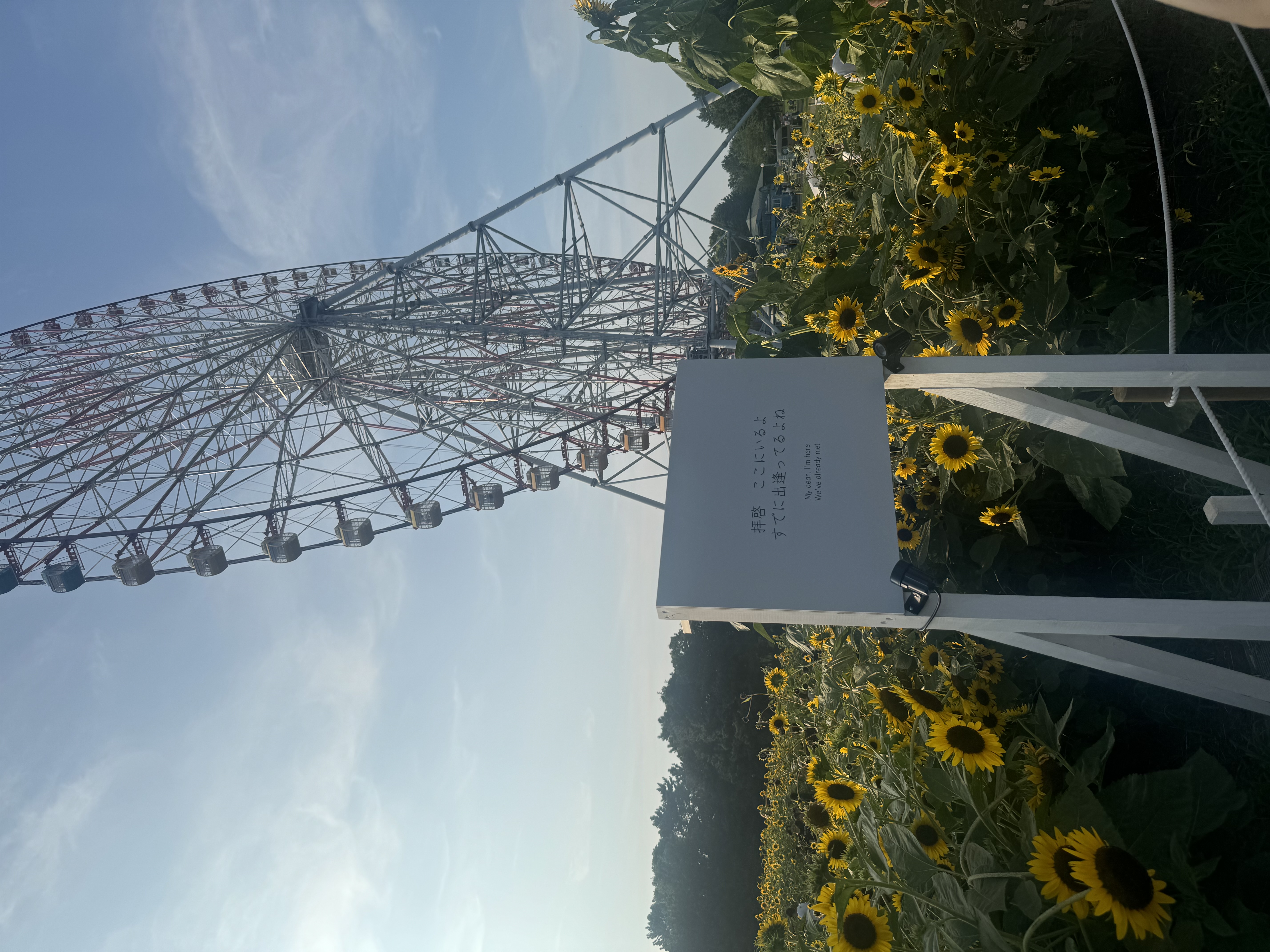 町田桃香　向日葵！